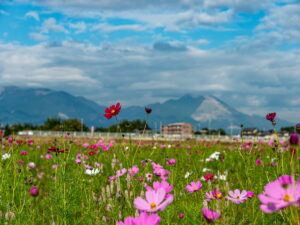 【東員町の家族葬】葬儀費用はどれくらい？地域の慣習や生前準備も解説